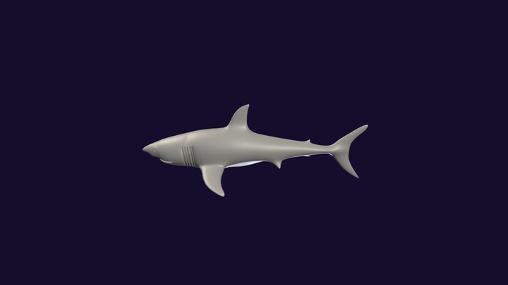 Tubarao Branco - White Shark 3D Model