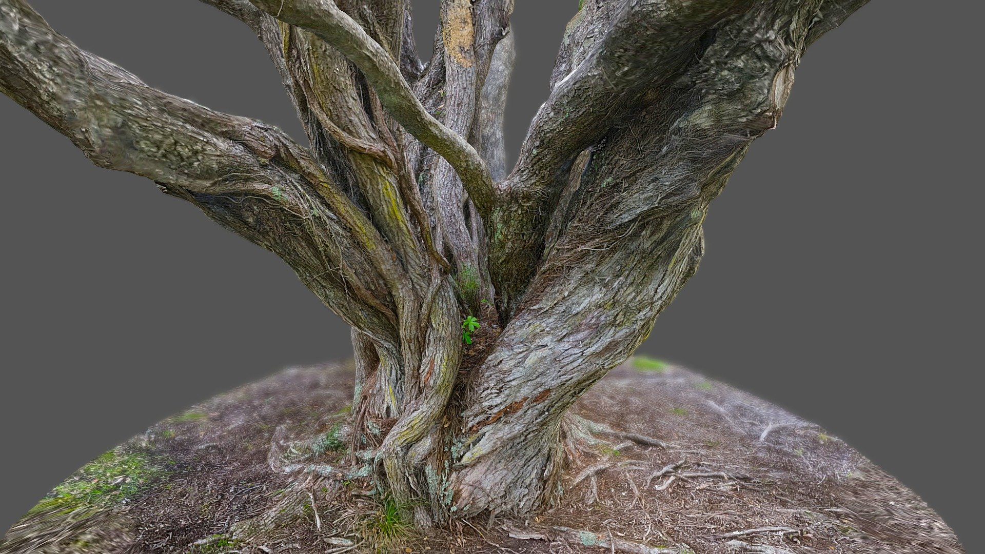 Pohutukawa tree 10