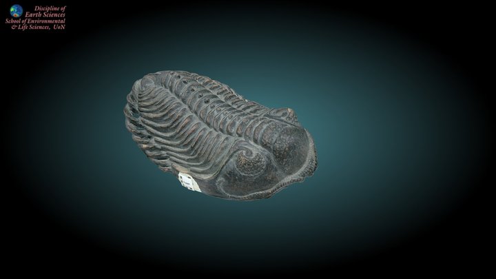 Trilobite #3 – Modello 3D gratuito STL