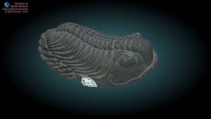 Trilobite #3 3D Model