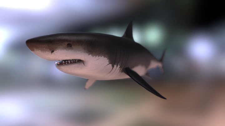 Megalodon 3D Model