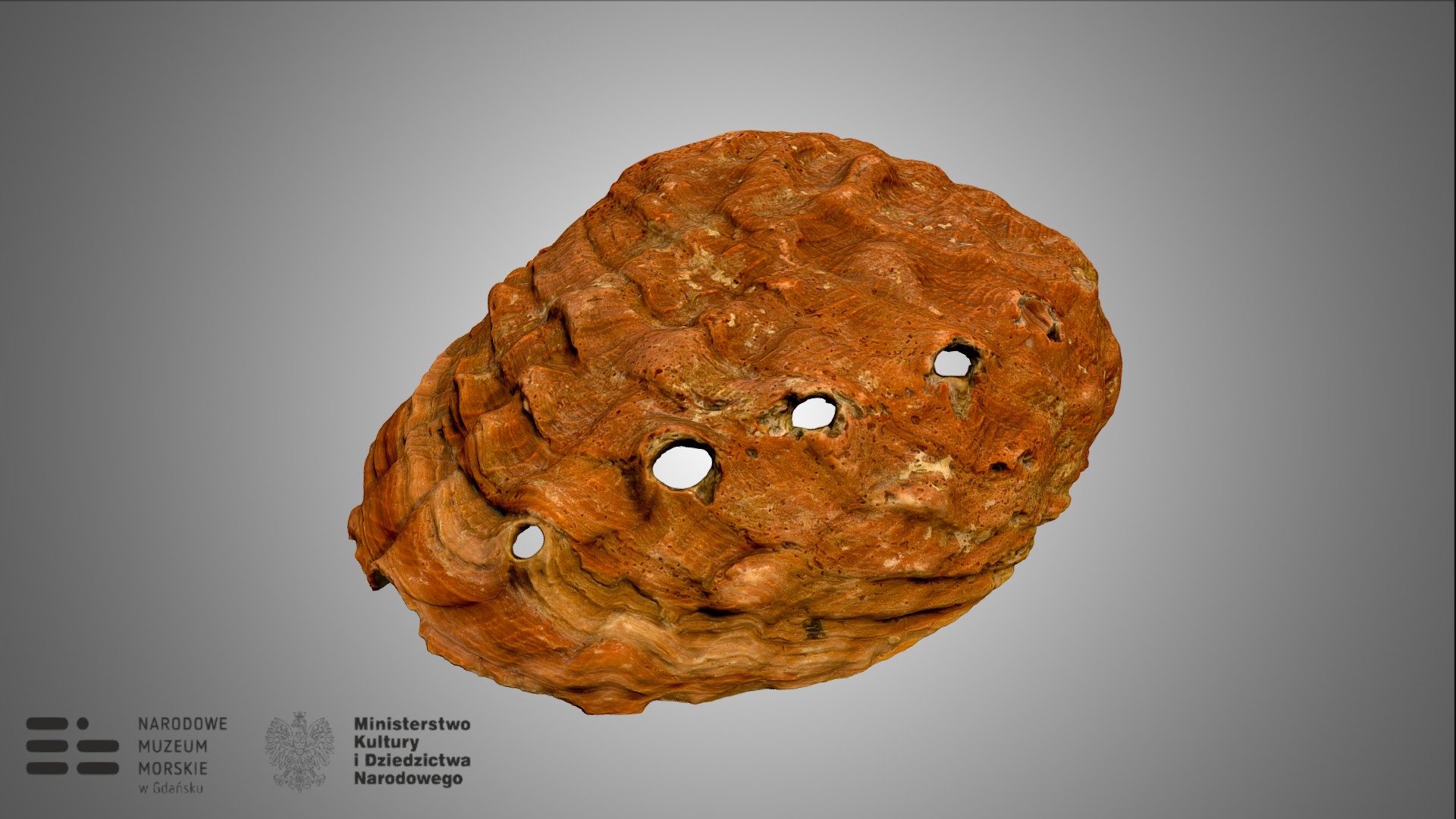 Abalon czerwony (Haliotis rufescens)