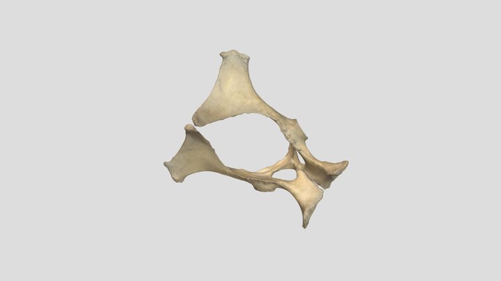 Horse Pelvic 3D Model