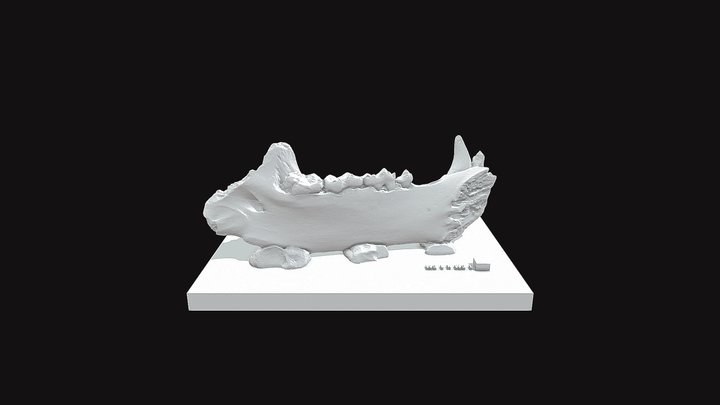 w/scale: Specimen 2 - Paleontologists for a Day 3D Model