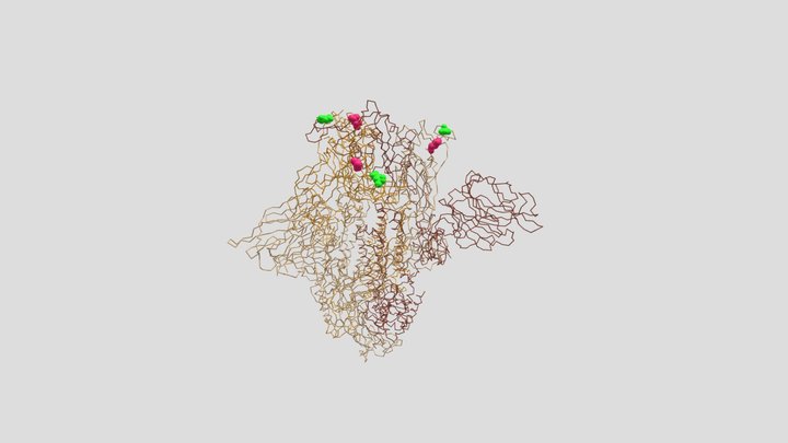โปรตีนหนามของไวรัสโควิดสายพันธุ์ B.1.617 3D Model