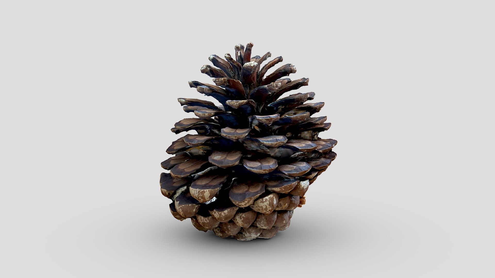 Pine Cone - Download Free 3D model by Thomas Flynn (@nebulousflynn ...