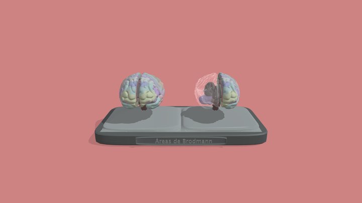 Evidencia_Cerebro_Áreas de Brodmann. 3D Model