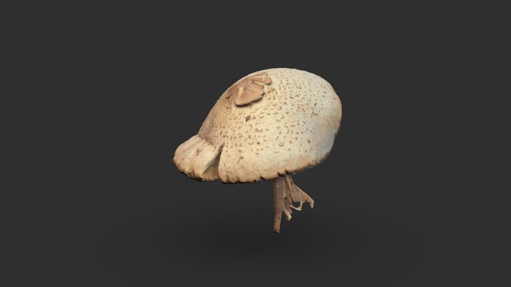 Whitecap Mushroom Scan 3D Model