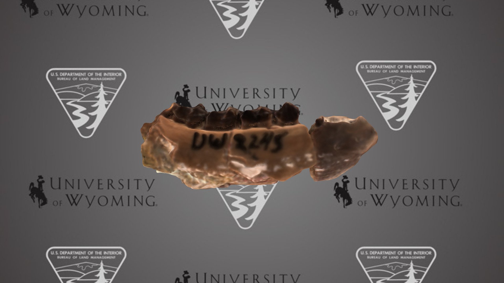 UW2245 - Smilodectes mcgrewi, dentary