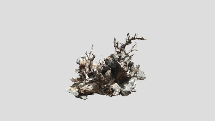 Olive deadwood 3D Model