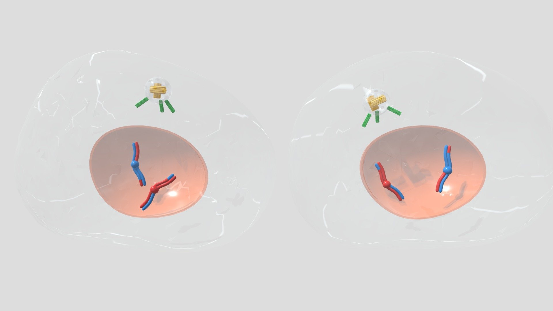 Cell Division 20 - Meiosis I Result - 3D model by Júlio Panzera ...