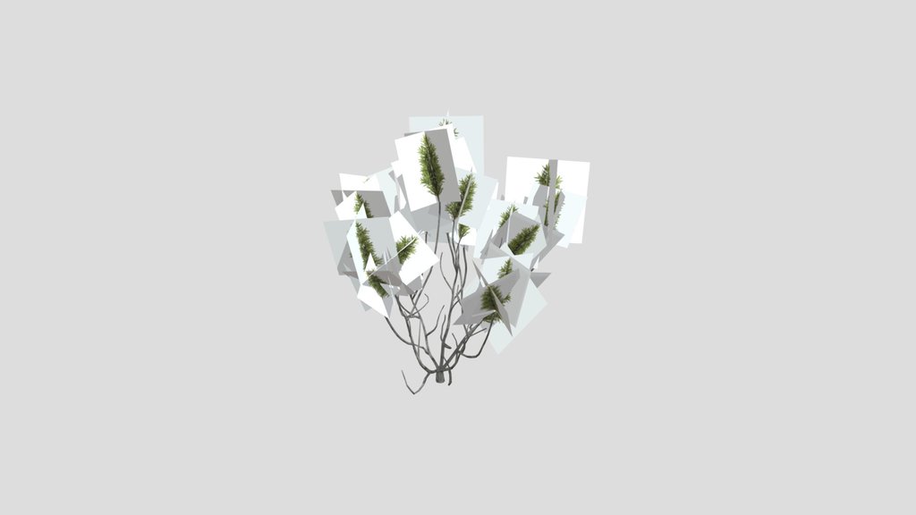 Wild Ground Shrubs For Scatter