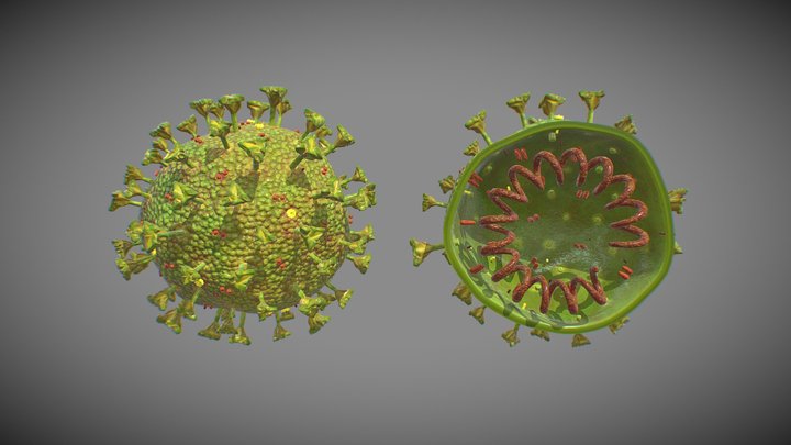 Coronavirus SARS CoV 2 3D Model