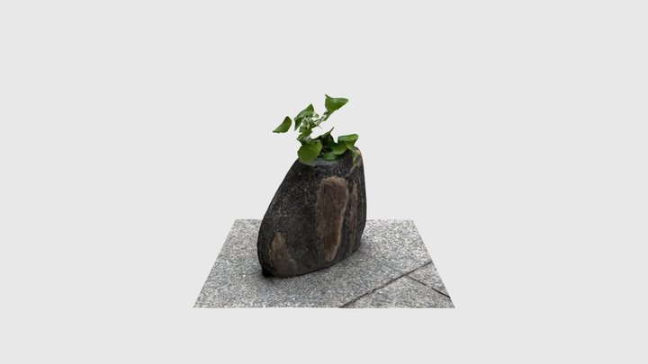 石头植物w 3D Model
