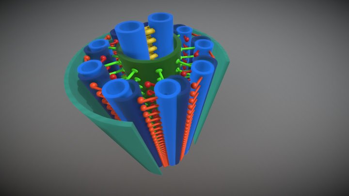 Cilium model 3D Model