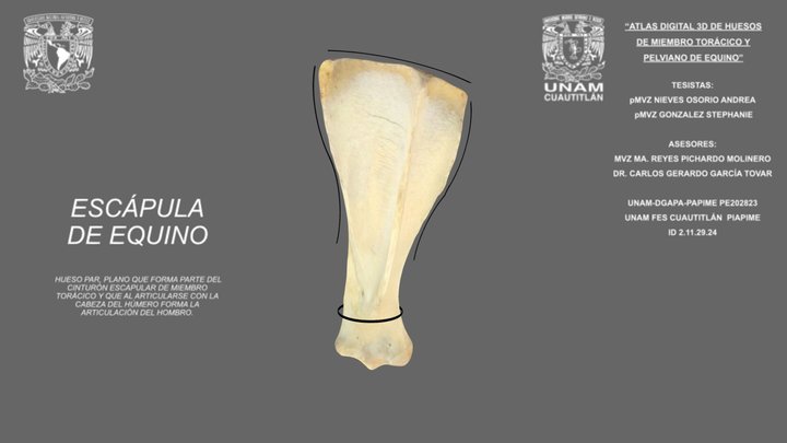 Escapula de equino 3D Model