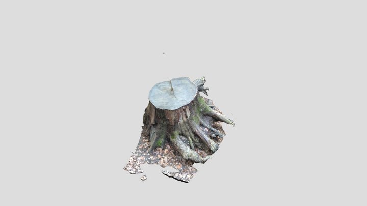 Woodtrunck 3D Model