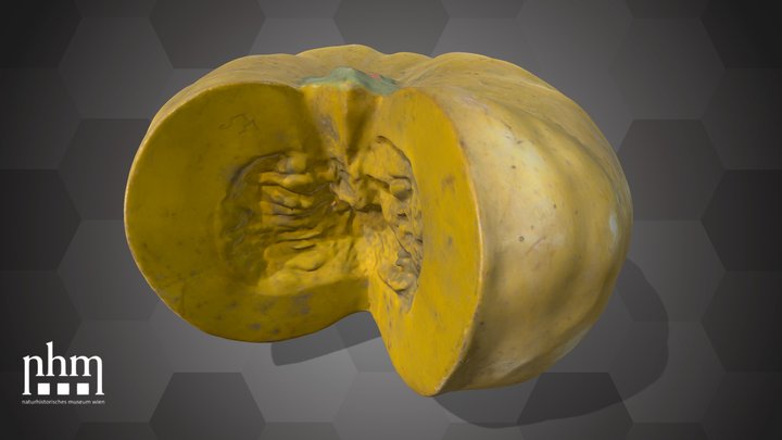 Pumpkin (NHMW-AFW-DING-0046-113) – Modello 3D gratuito STL