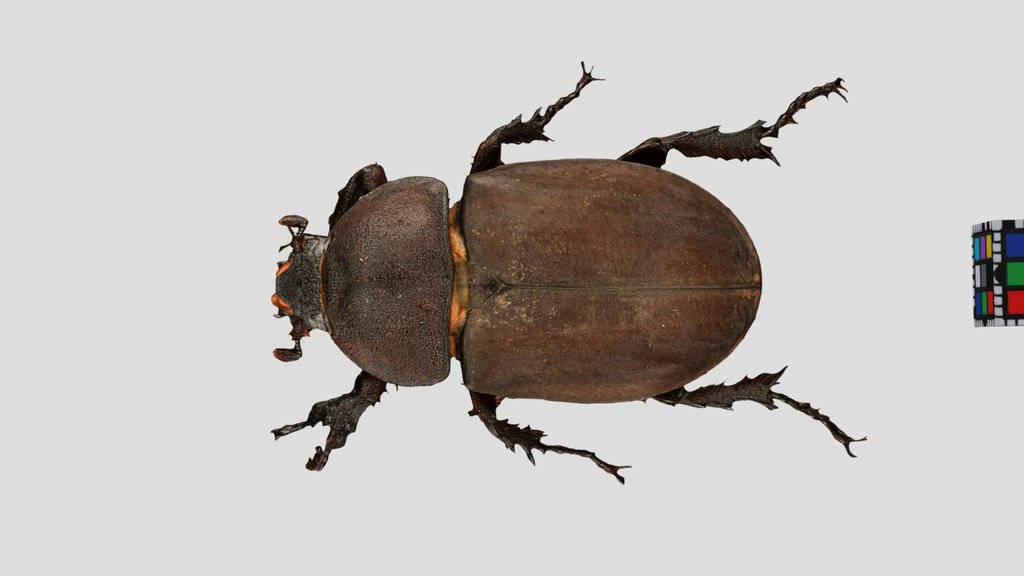 CC0 カブトムシ ♀ 右前脚奇形 Japanese Rhinoceros Beetle