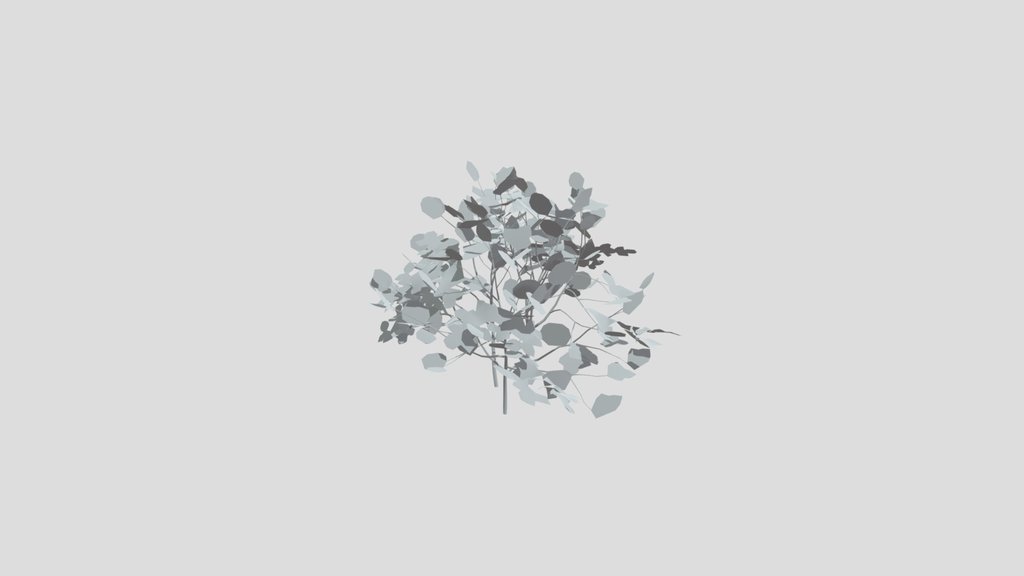 Hornbeam Sapling