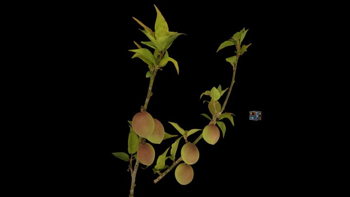 CC0 ウメ果実 Japanese Apricot, Prunus mume – Free 3D Model STL