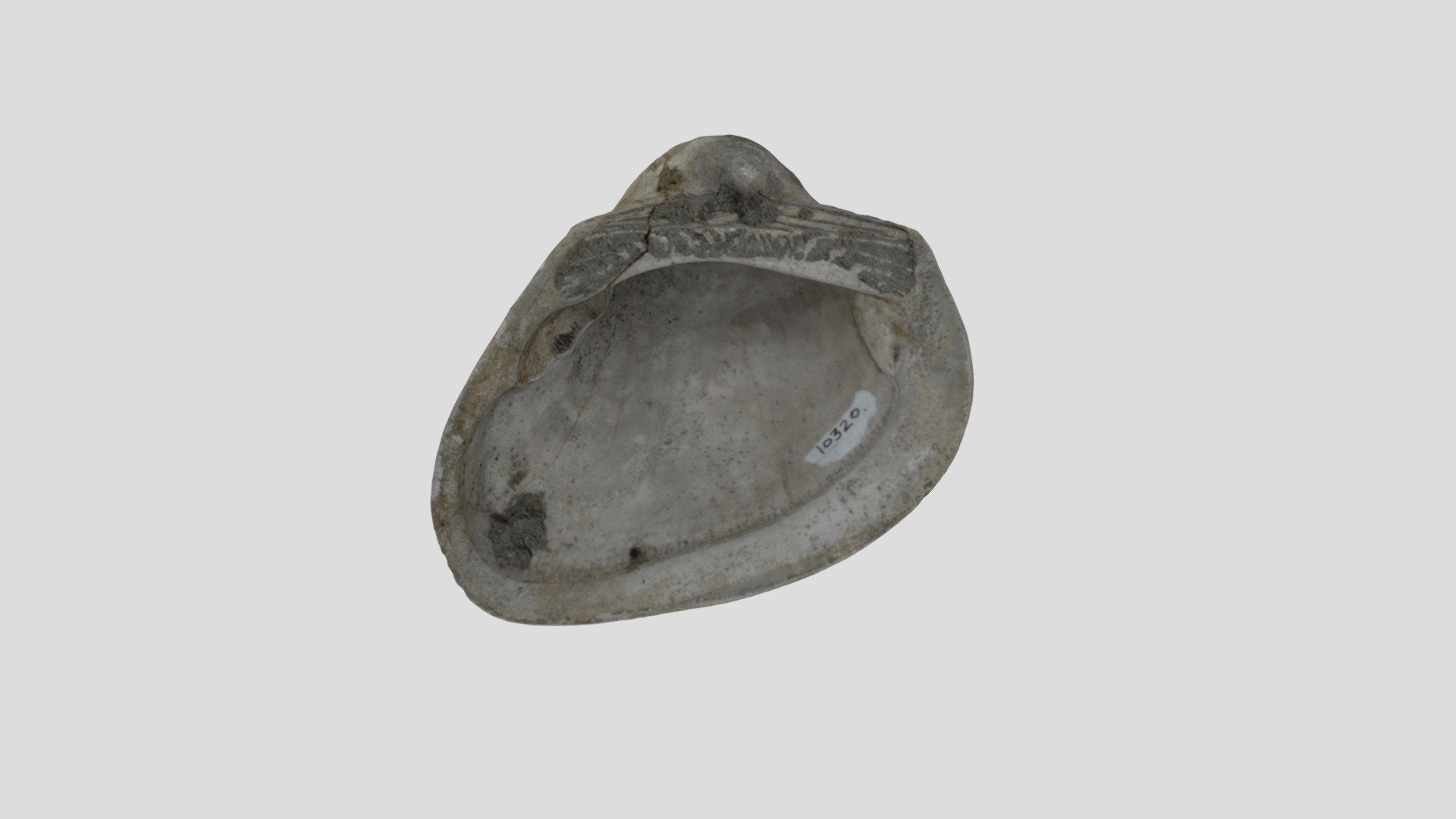 LACMIP 10320.6 Idonearca vulgaris