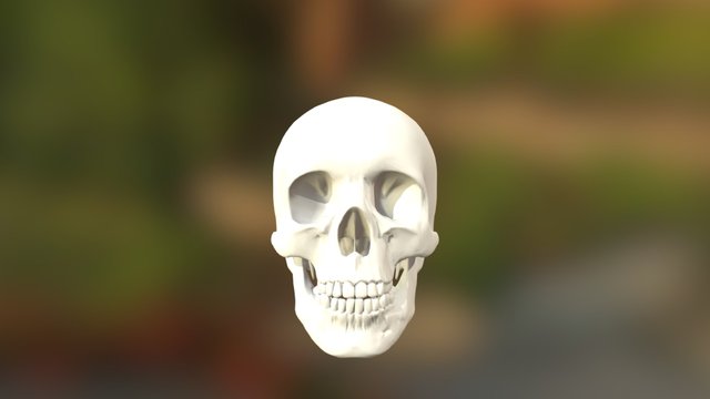 Skull 3D Model