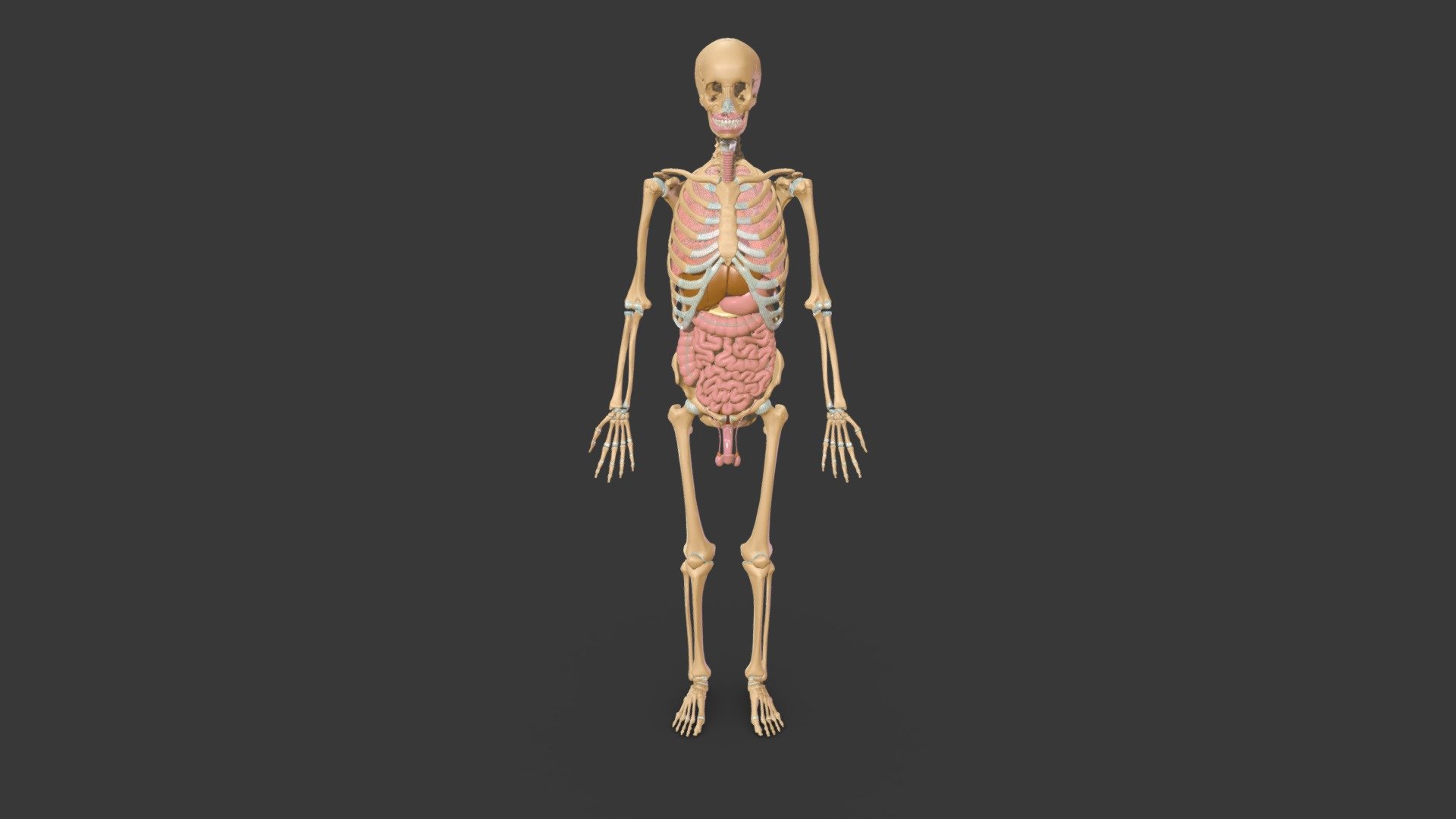 Splanchnology - Download Free 3D model by Z-Anatomy (@Z-Anatomy) [5cfafb3]