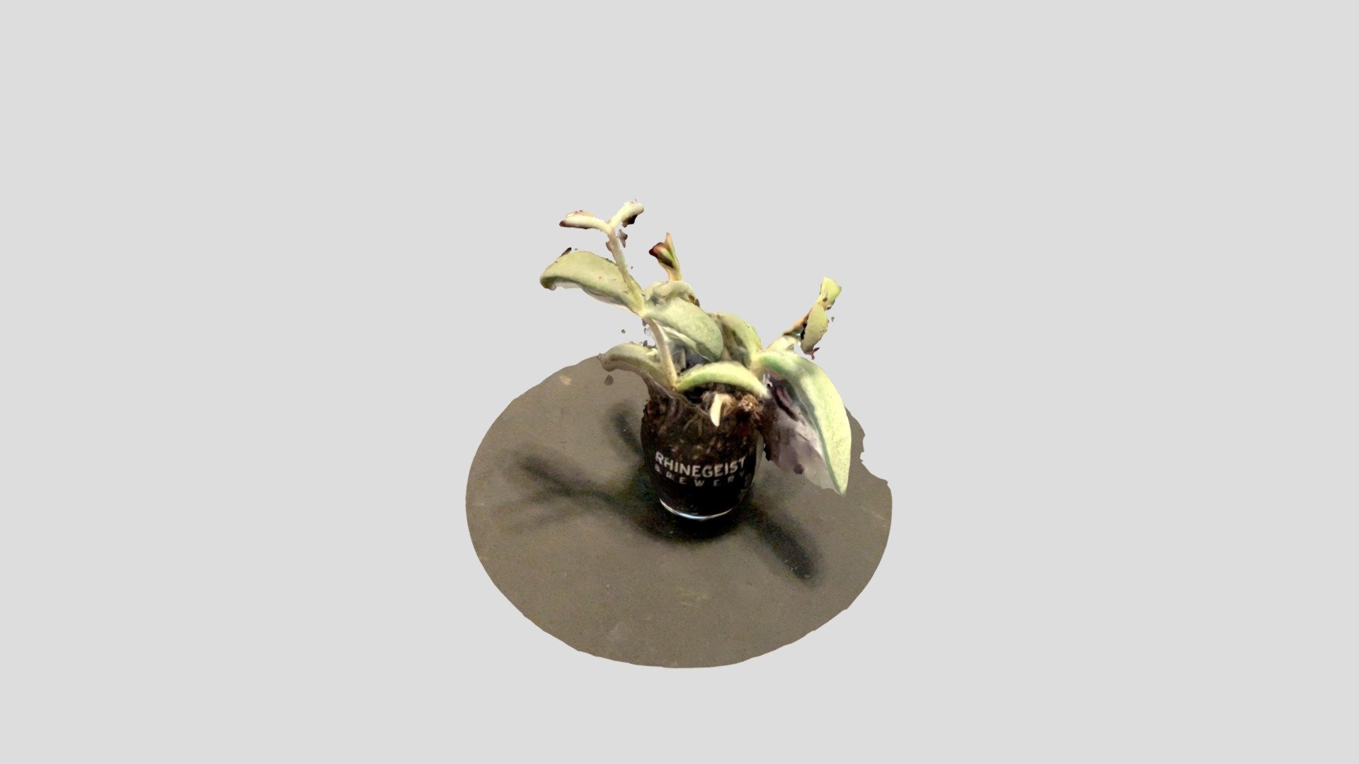 HopeLiptak_Plant_ARKIT1