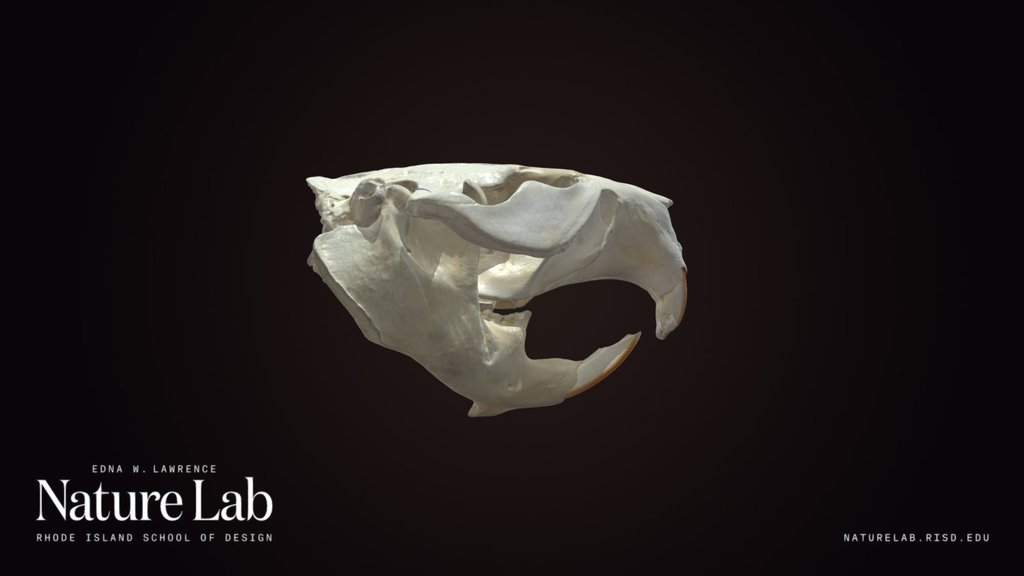 Beaver skull