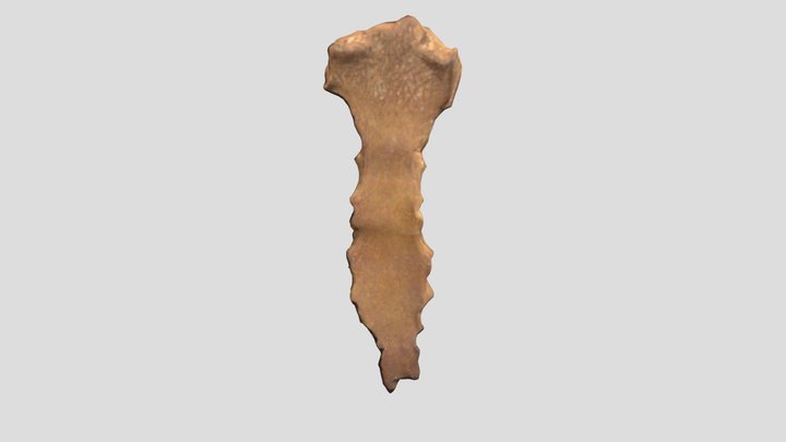 [Annotated] Tulang Sternum 3D Model