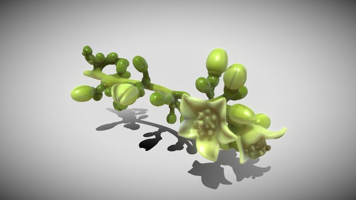 Simarouba amara – Modello 3D gratuito STL