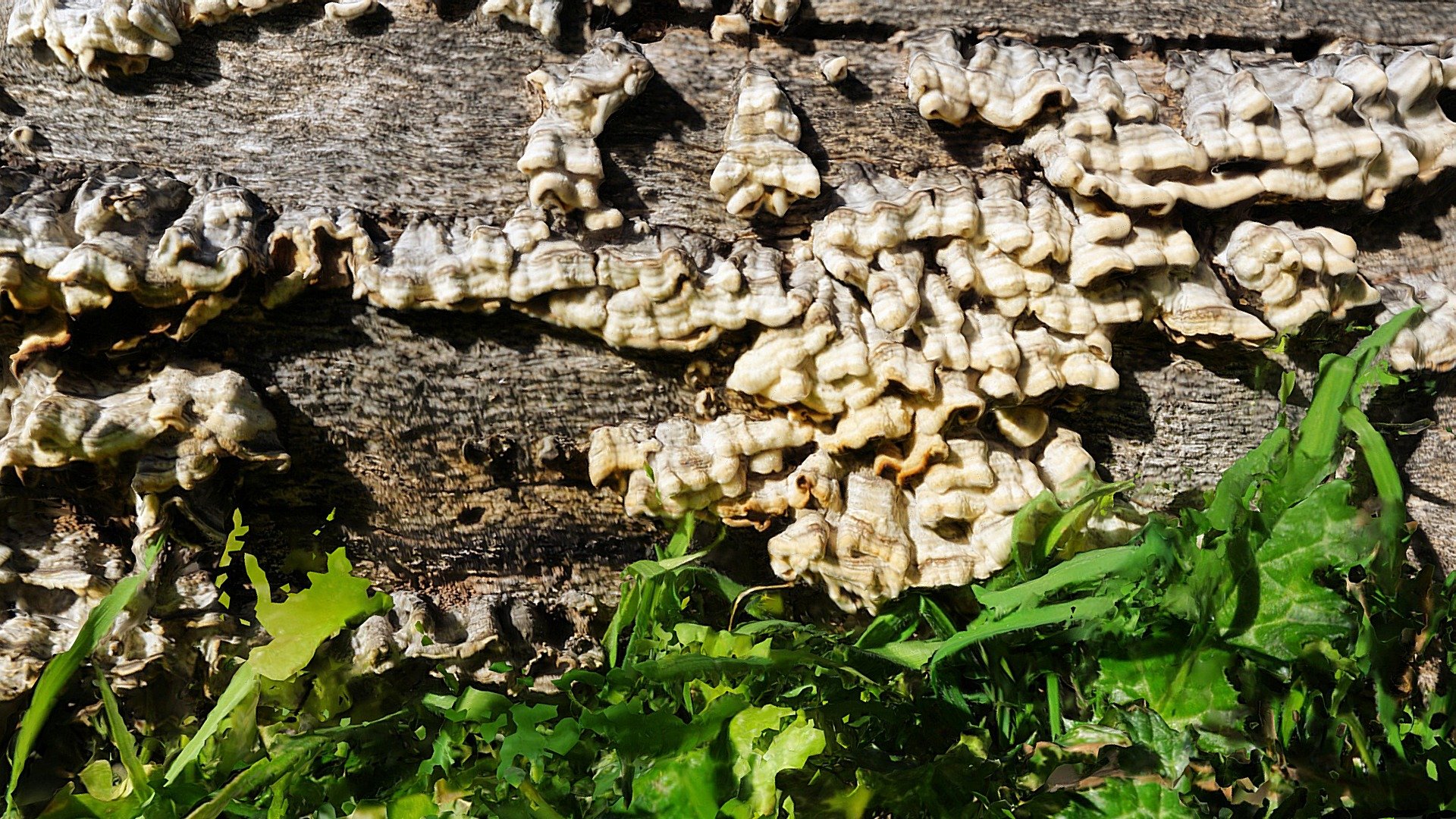 Shelf Fungus