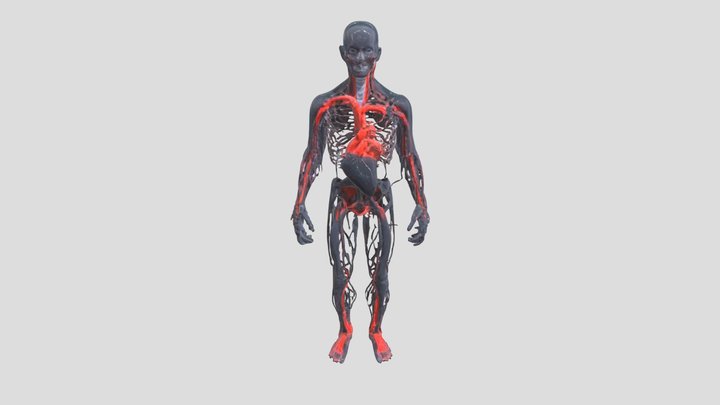 Human Nervous System - Full Body 3D Model