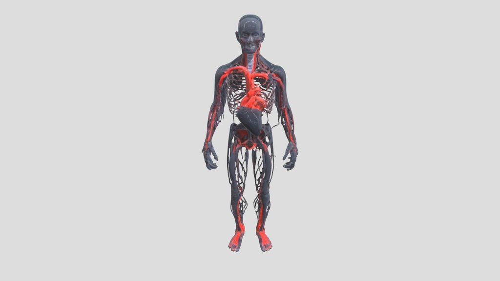 Human Nervous System - Full Body 3D Model