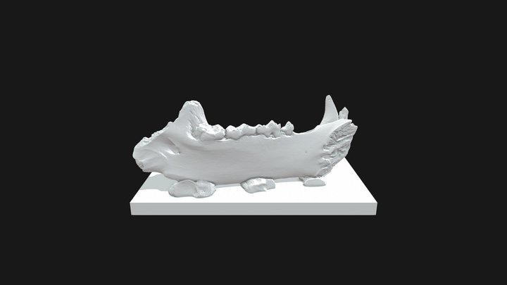 Specimen 2 - Paleontologists for a Day 3D Model