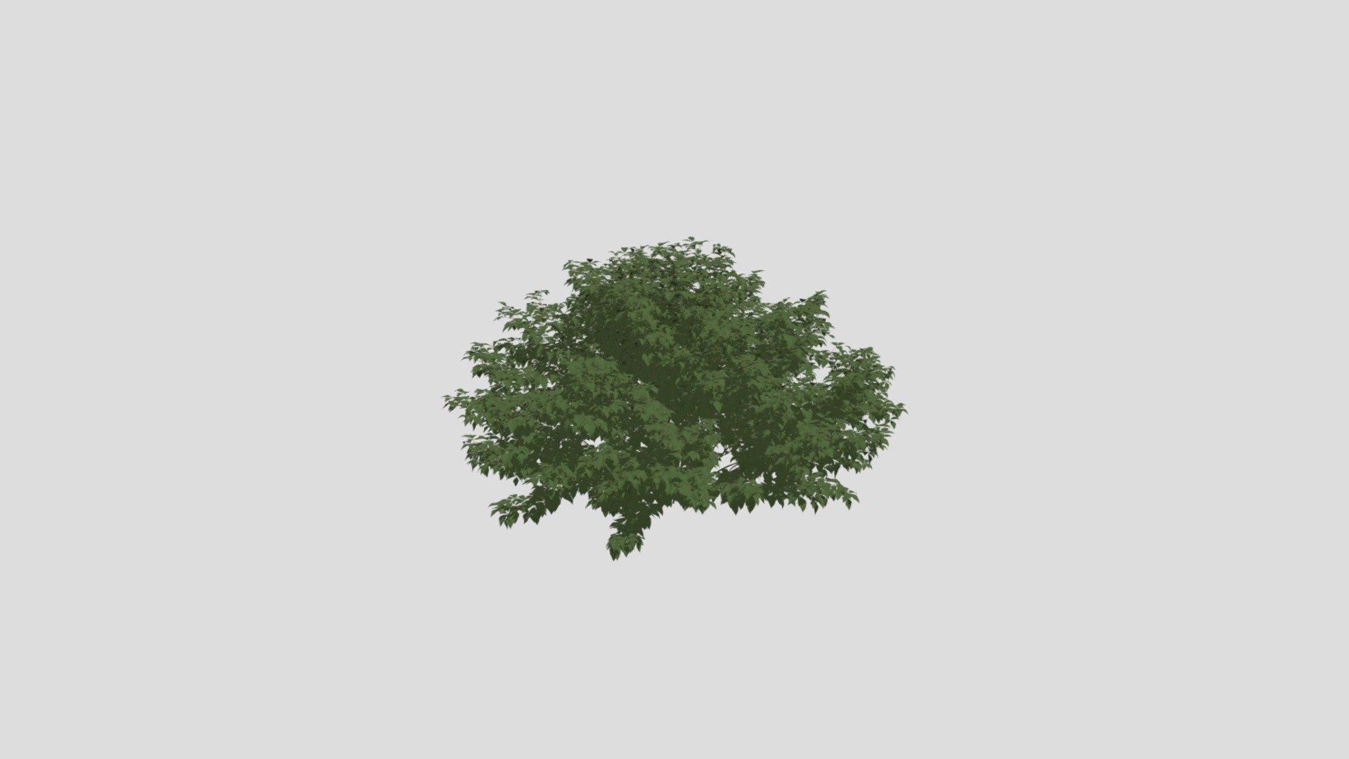 Plant 46 AM204 Archmodel - Buy Royalty Free 3D model by Evermotion ...