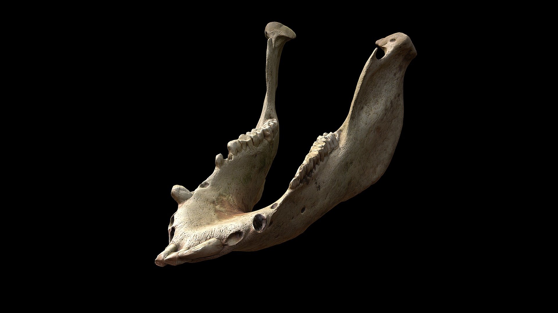 Mandíbula de jabalí (Sus scrofa castilianus)