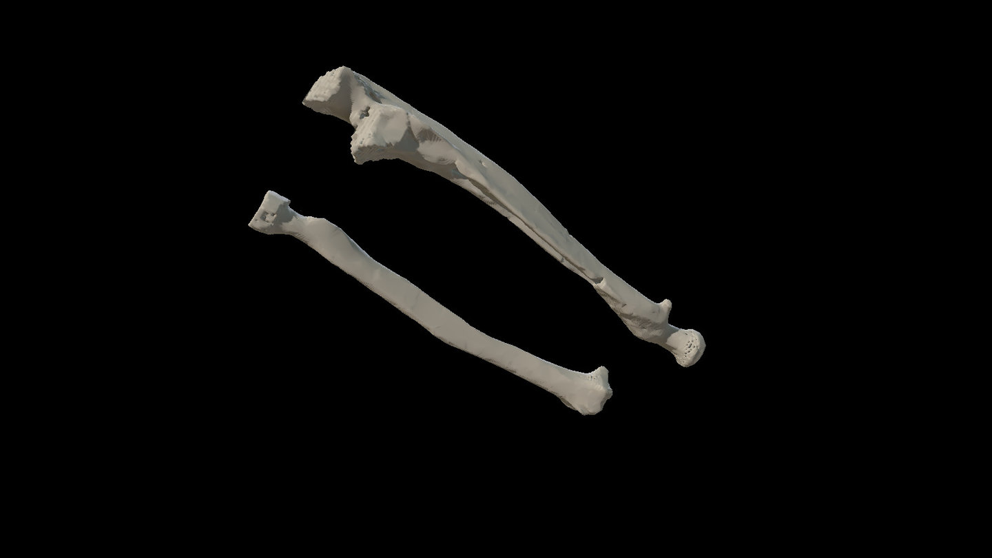 Labanof16-2 LV T 26 Ulna Radio - 3D model by labanof [5d25709] - Sketchfab