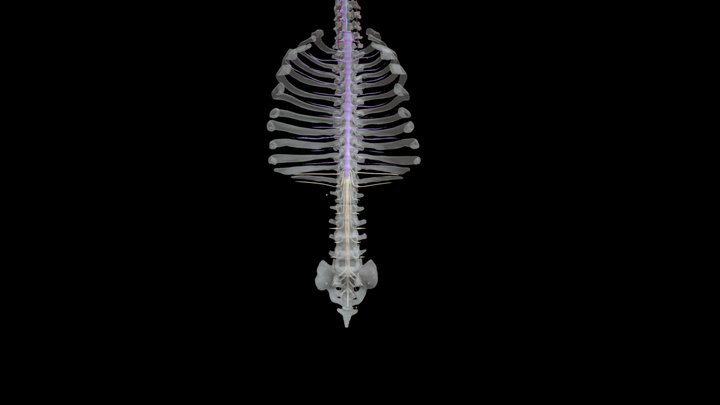 Cauda Equina - 4-22 3D Model
