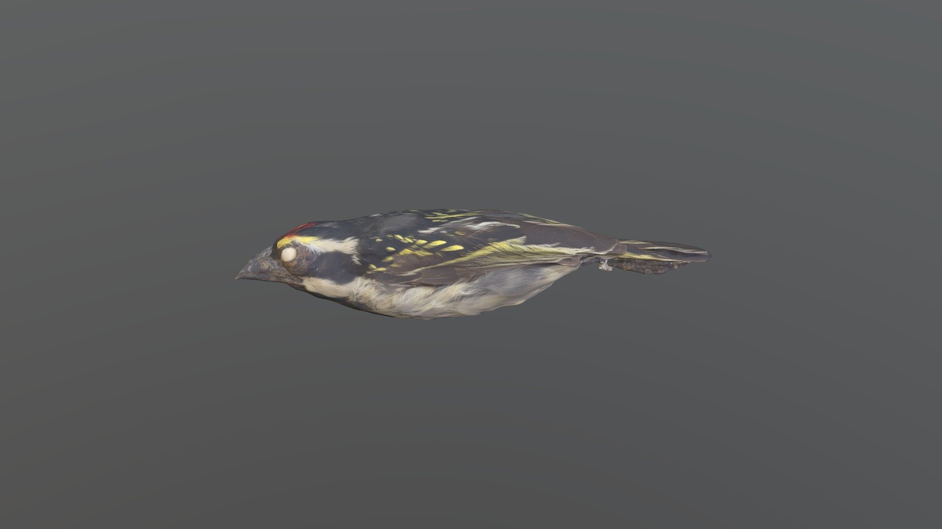 Pied Barbet - Tricholaema leucomelas