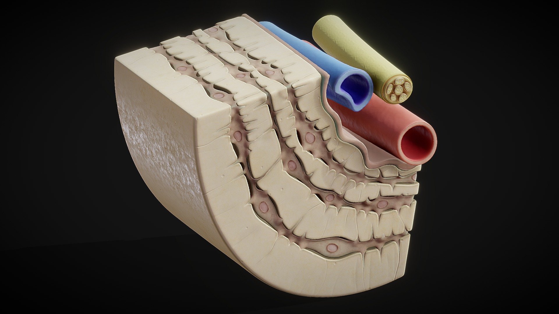 Osteocyte in compact bone Osteon - Buy Royalty Free 3D model by ...