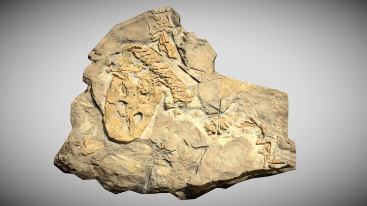 Acanthostega gunnari Fossil – Kostenloses 3D-Modell STL