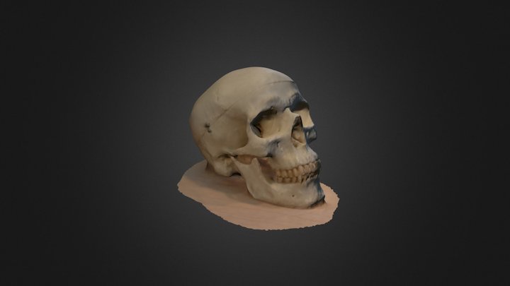 Skull 3D Model