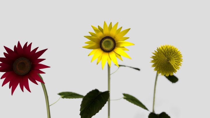 Sunflowers 3D Model