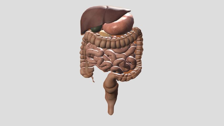 Organ Organ Pencernaan Manusia zick 3D Model