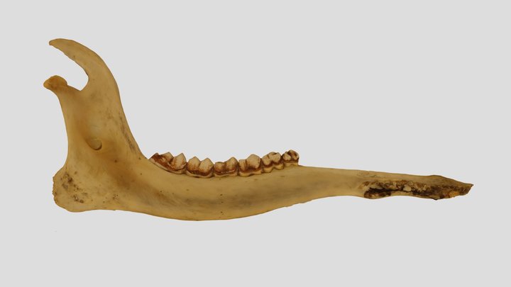 UWYMV:Mamm:6560, Giraffa camelopardalis, L Mand. – Kostenloses 3D-Modell STL