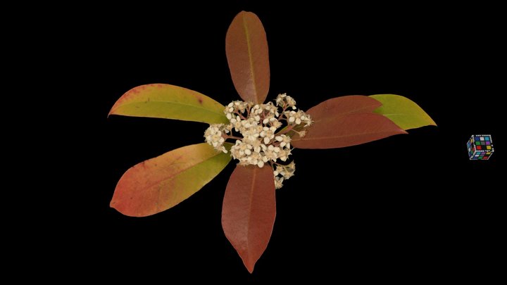 CC0 ベニカナメモチ Red Robin, P. glabra f. benikaname – Free 3D Model STL