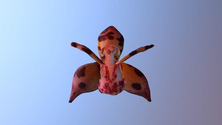 Orchid Collage 18 3D Model