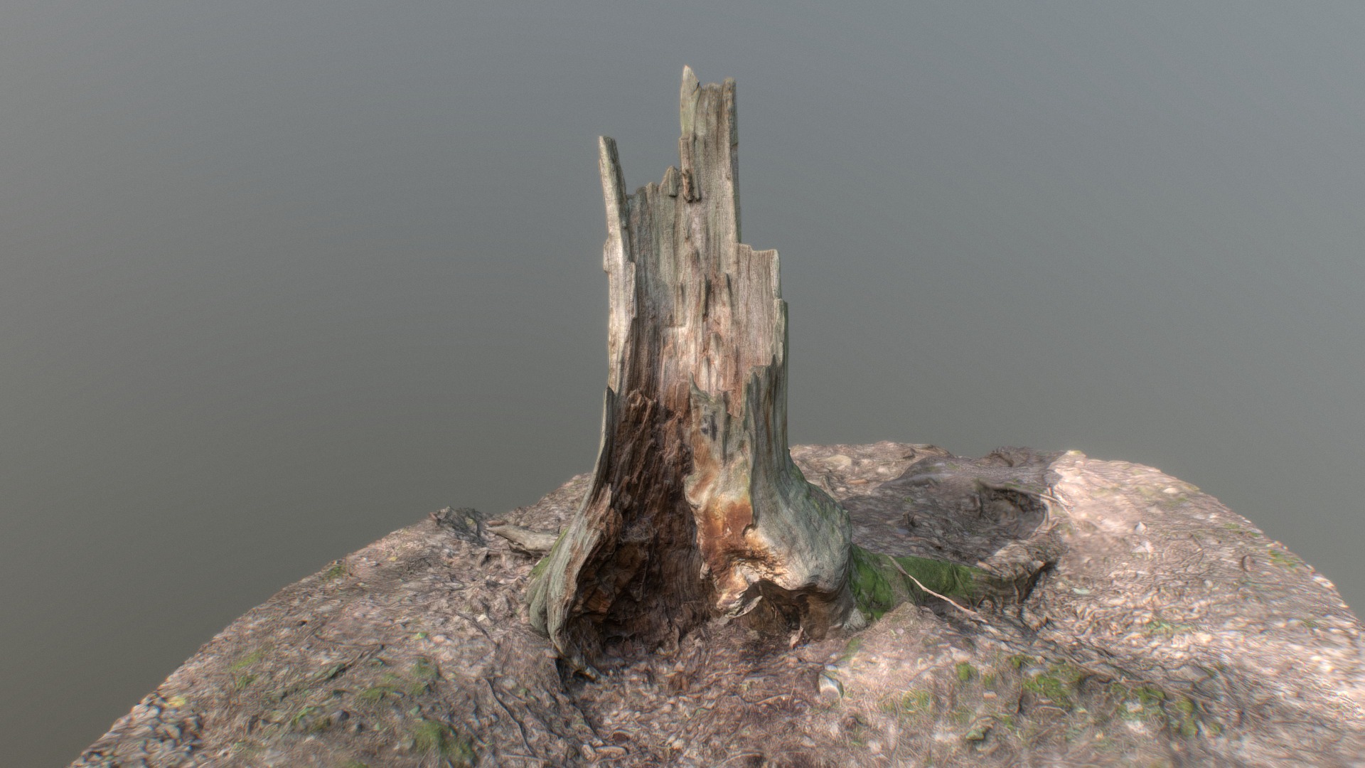 3D model Irregular tree stump - This is a 3D model of the Irregular tree stump. The 3D model is about a tree stump on a rocky hill.
